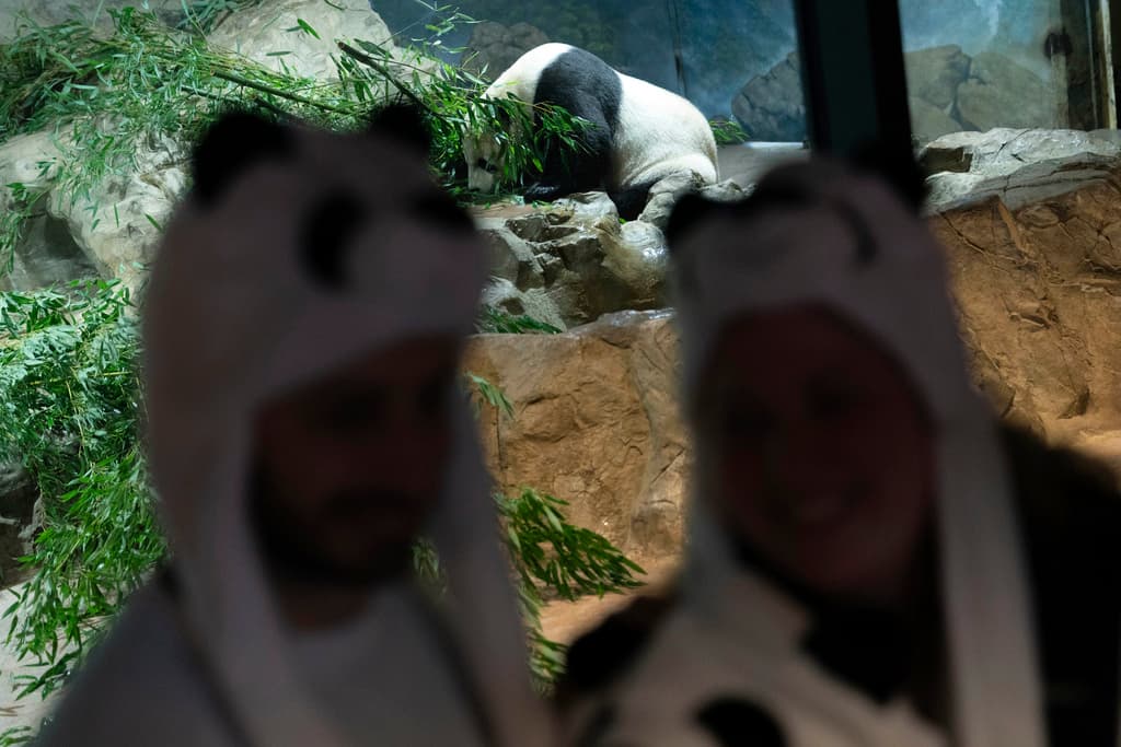 Durante su estancia en el zoológico, los científicos y cuidadores han logrado avances significativos en la reproducción y el estudio de los pandas. Gracias a estos avances, se ha mejorado la diversidad genética de los pandas en cautiverio y se ha obtenido un mayor conocimiento sobre sus hábitos de reproducción.