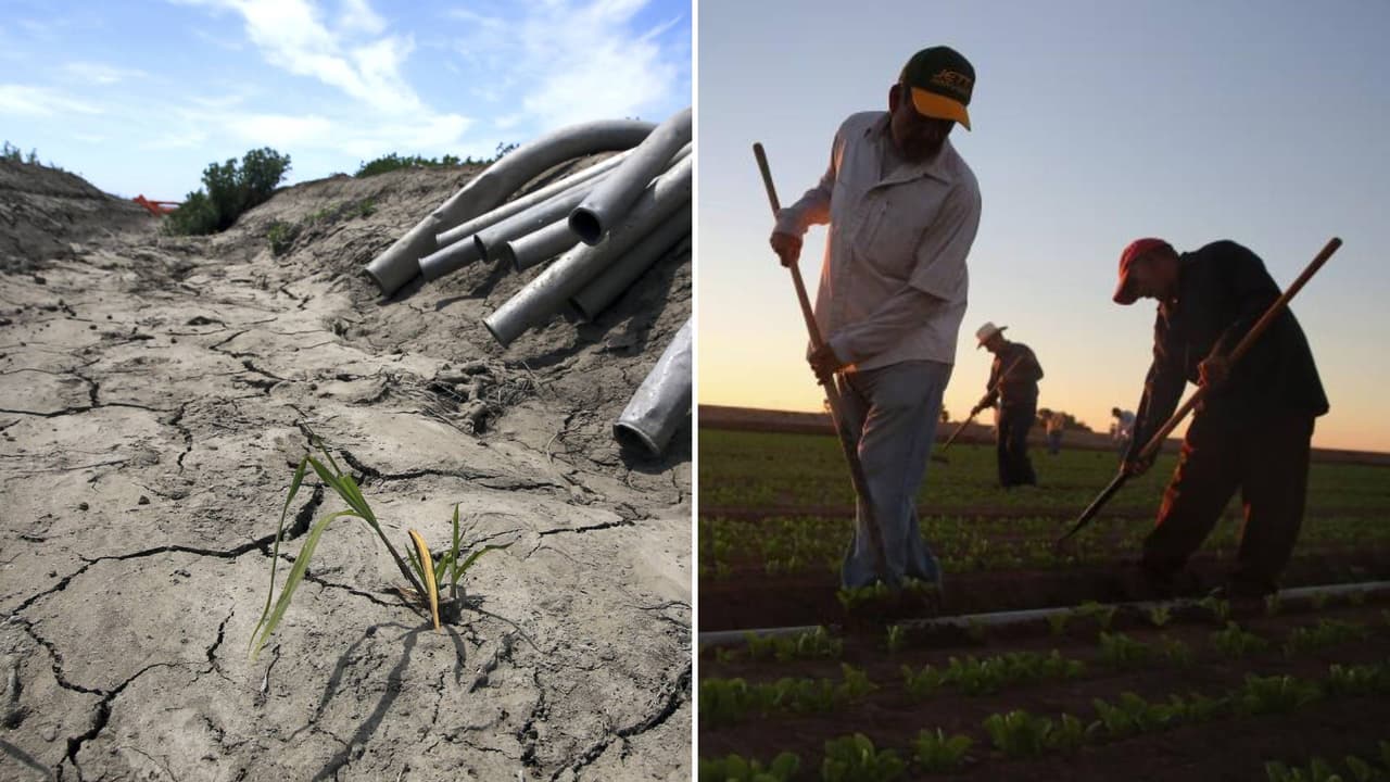 Trabajos en el campo corren riesgo por la reducción de los cultivos en California