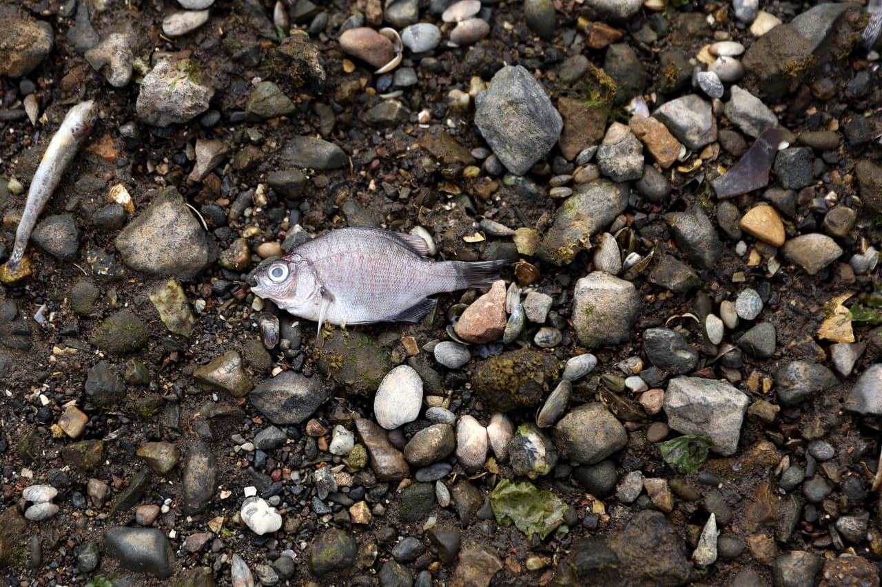 La Junta Regional de Control de Calidad del Agua de la Bahía de San Francisco aconseja adicionalmente evitar nadar, remar en kayak o realizar otras actividades en el agua hasta que la floración de algas disminuya.
<br>