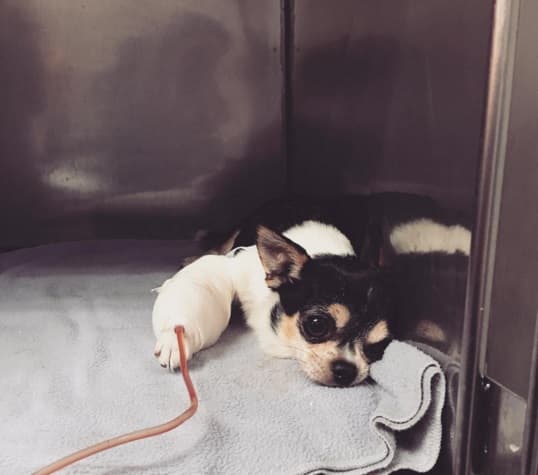 Parece que Gizmo se recupera, pero su ama no puede estar tranquila, pues el chisme la persigue.