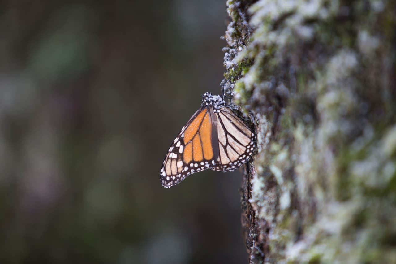 La gran nevada de marzo en los santuarios de monarcas degradó 133 acres