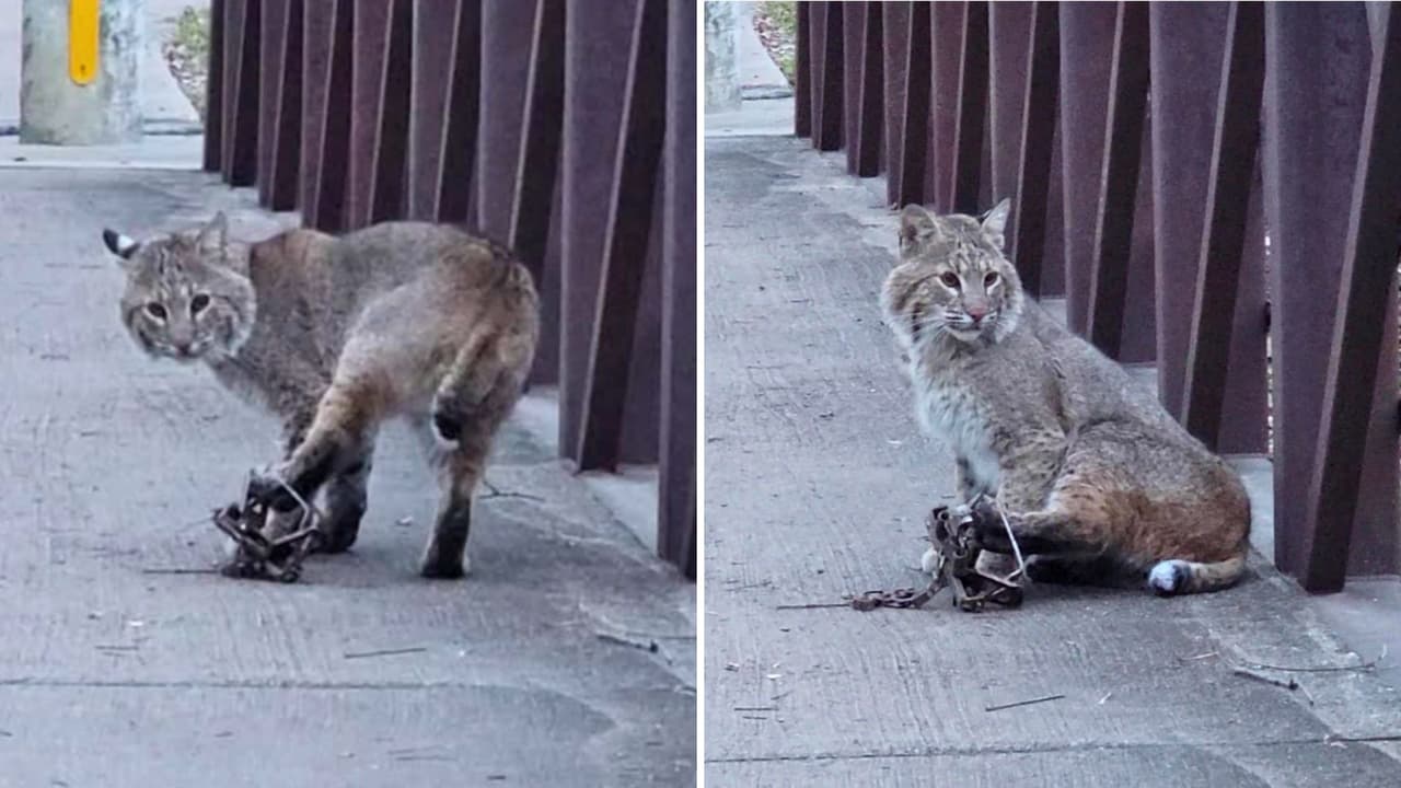 Video muestra a un gato montés herido por una trampa de mandíbula de acero en un parque público de Texas