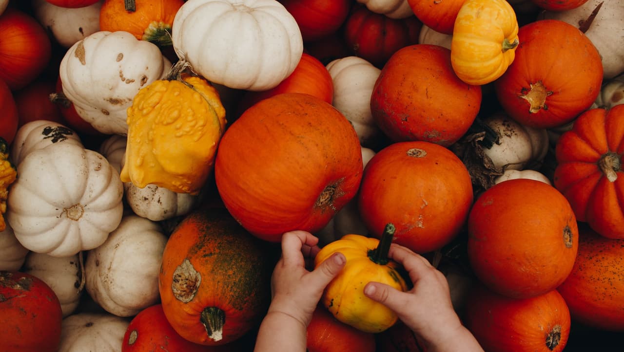 <a href="https://www.chicagoparkdistrict.com/events/fall-festival-npv"><u>Harvest Fest at North Park Village Nature Center</u></a>
<br>5801 N. Pulaski Rd.
<br>Chicago, IL 60646