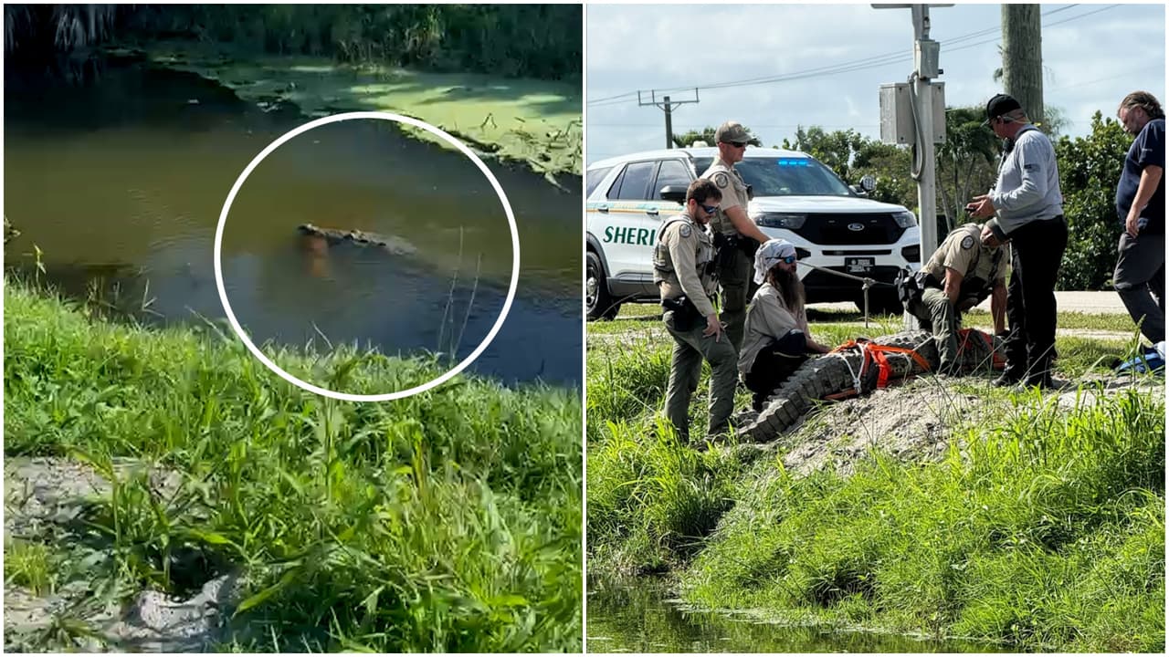 Cocodrilo capturado en Florida después de ser grabado con un perro en la boca