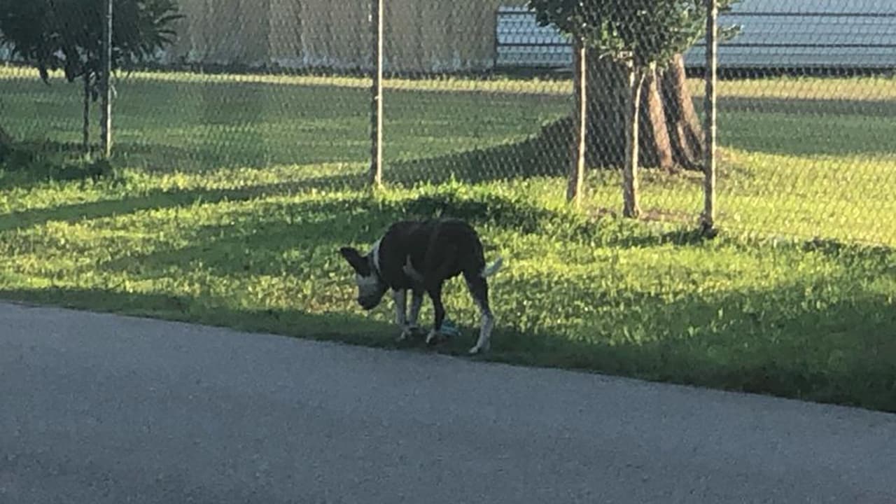 “Si tienes un perro peligroso, es tu responsabilidad mantener a ese animal amarrado para ofrecer seguridad a nuestros residentes y, si no cumples, tú serás responsable por lo que los animales hagan”, aseveró.