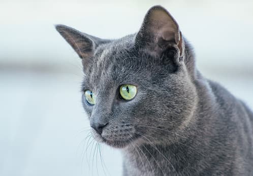 <b>Gato ruso azul (3,000 dólares). - </b>Es un gato de tamaño mediano a grande, con un cuerpo elegante y agraciado, patas largas y delgadas. Aunque su color más común es un gris azulado, también pueden encontrarse ejemplares negros y blancos. Sin embargo, su rasgo característico son sus intensos ojos verdes. 
<br>