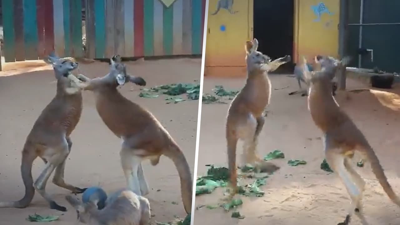 Captan en video a dos canguros en plena “pelea de box” en el Zoológico de San Antonio