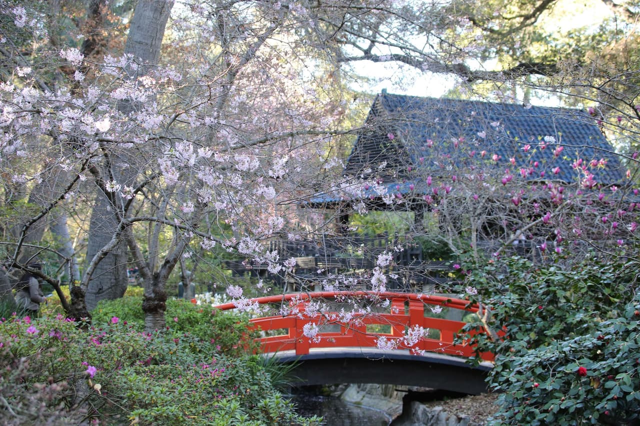 Flores de cerezo: Primeras flores 'Beni Hoshi' en el Jardín Japonés.