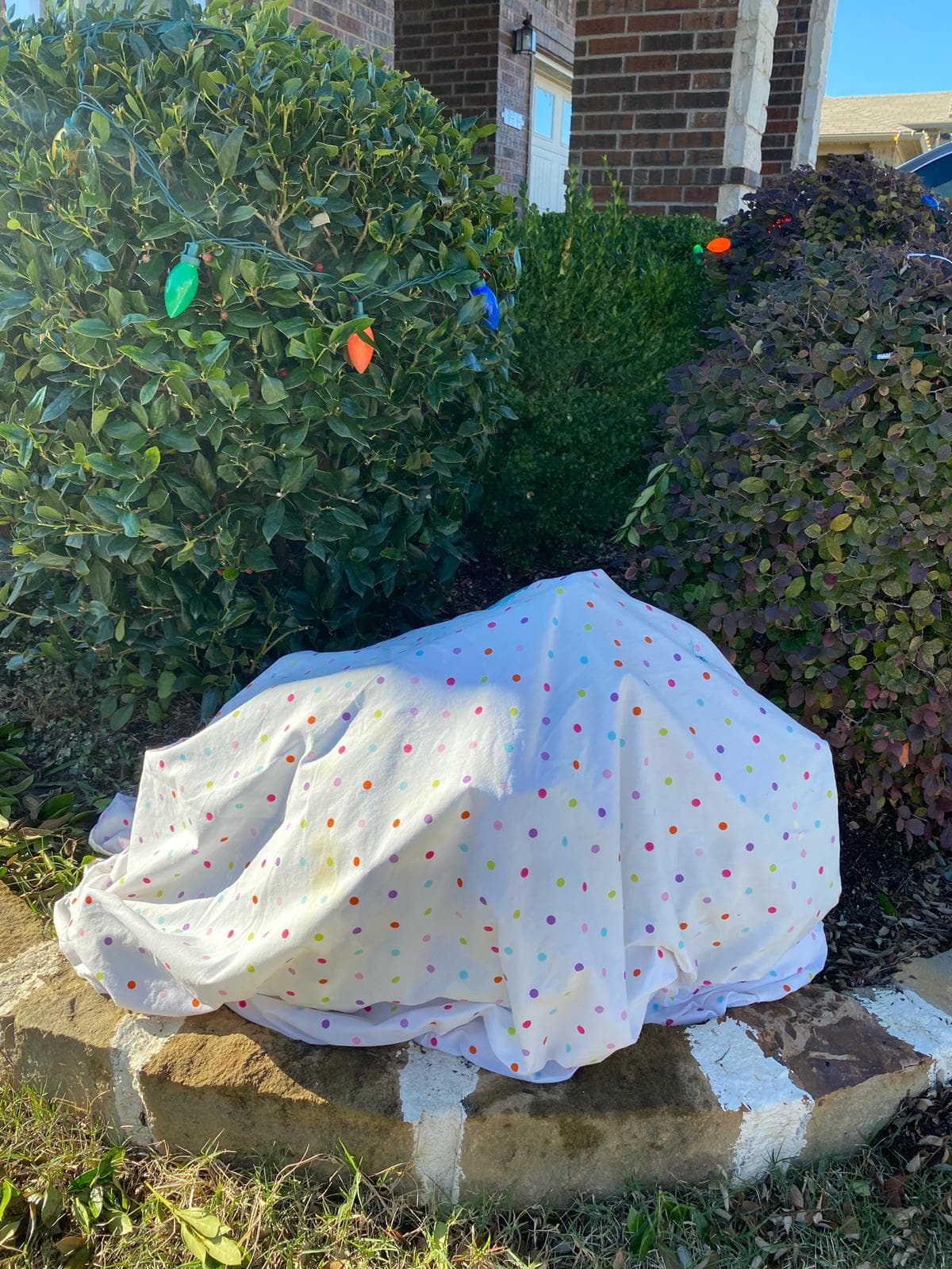 El intenso frio obligó a residentes a guardar sus plantas para protegerlas.