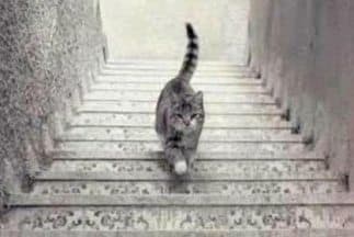 ¿Está subiendo o bajando? (Imagen tomada de Twitter).