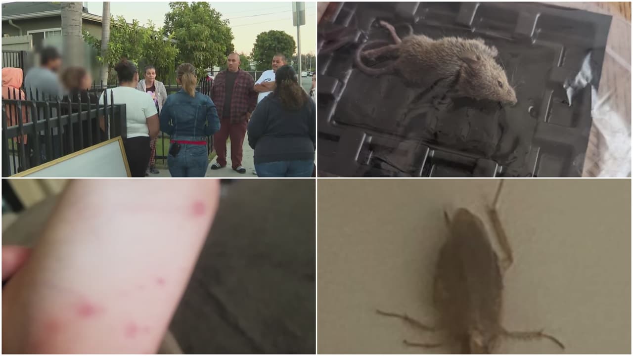 Entre chinches, cucarachas y ratas dicen vivir inquilinos de dos complejos de apartamentos en Lennox