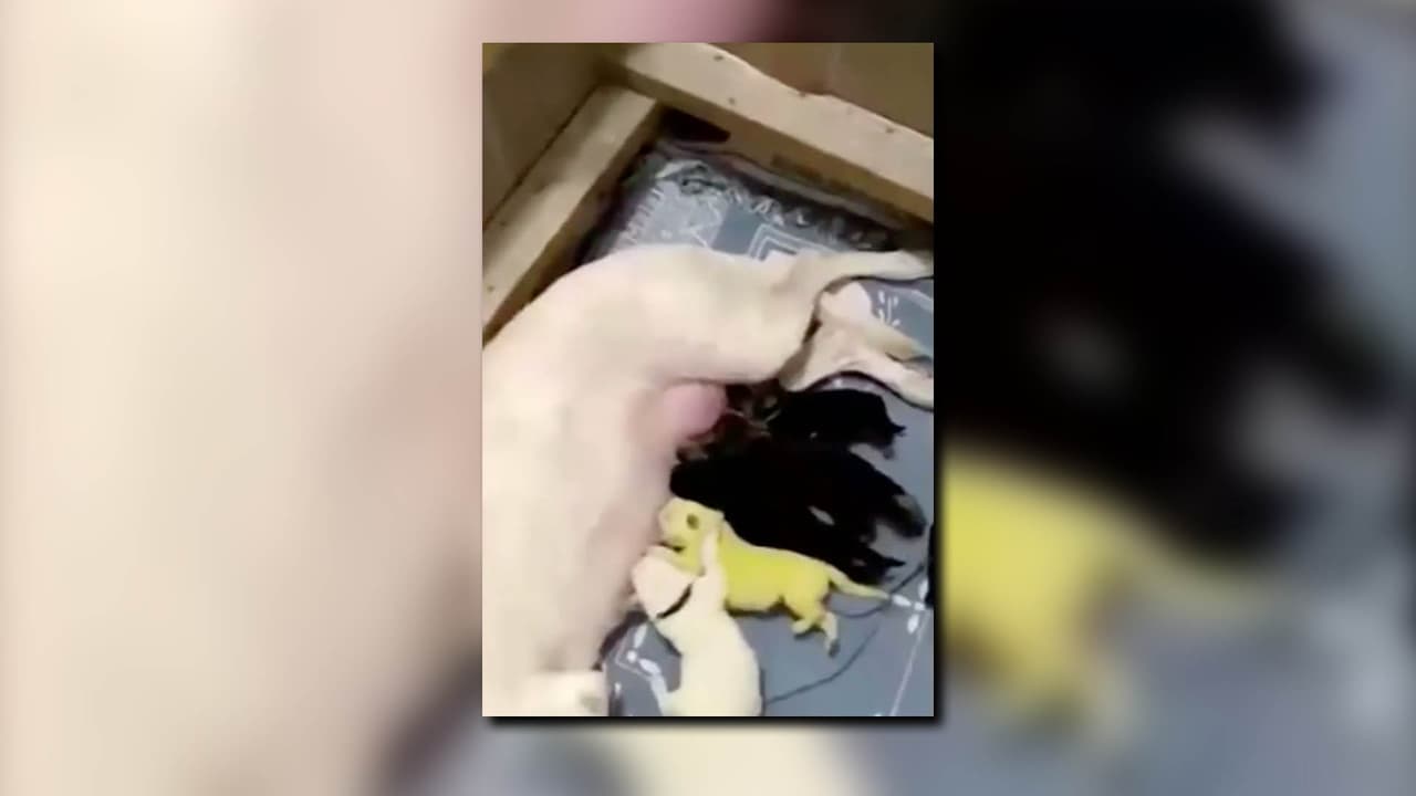 Hulk: el perro verde que se vuelve famoso en las redes sociales