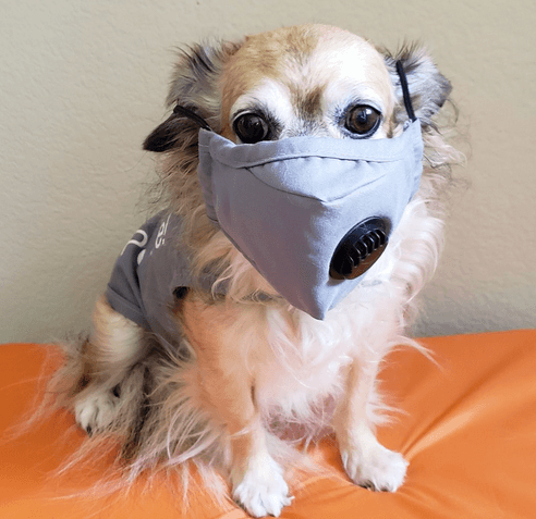 El Aeropuerto DFW promueve el uso de mascarillas con la foto de una mascota en terapia