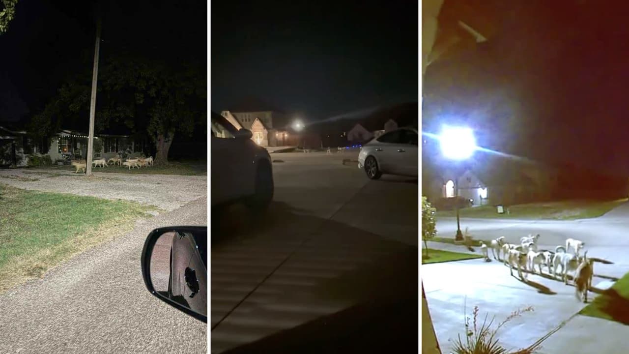 Este caso refleja un problema creciente en Texas: 
<b>mascotas abandonadas, refugios saturados y comunidades pequeñas que no cuentan con infraestructura para responder</b>. Godley es hoy el ejemplo más visible, pero no es el único.