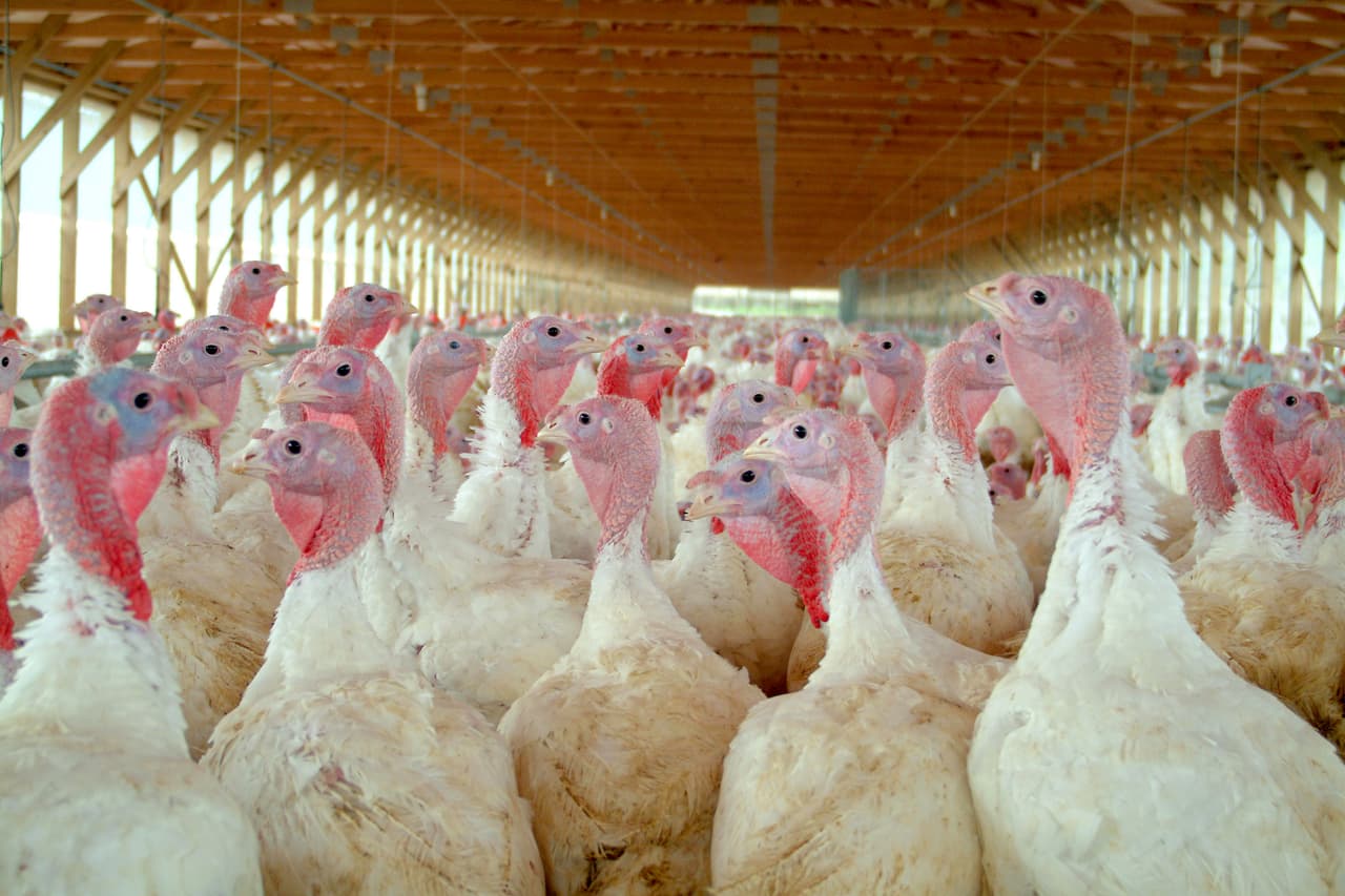 <b>Puesto 10. Pavo.</b>
<br>
<br>Según la ONU, la producción de 
<a href="http://www.fao.org/news/story/en/item/197623/icode/"><u>alimentos provenientes de la cría de animales</u></a> es responsable del 14.5% de las emisiones de gases de efecto invernadero del mundo. Una investigación del 
<a href="https://www.nrdc.org/"><u>Consejo de Defensa de los Recursos Naturales</u></a> de Estados Unidos (NRDC por sus siglas en inglés) encontró que la producción de pavos, uno de los alimentos tradicionales en la dieta estadounidense, genera unos 5.1 kilogramos de gases de efecto invernadero por kilogramo de carne.
<br>
<br>La mayoría de los científicos coinciden en que el aumento del CO2, el metano y otros gases en la atmósfera ha impulsado la subida de la temperatura terrestre de las últimas décadas. 
<br>
<br>
<a href="https://www.univision.com/noticias/medio-ambiente/solo-un-cambio-radical-nos-salvaria-de-la-catastrofe-los-sombrios-pronosticos-de-100-expertos-en-el-clima-fotos-fotos"><u>Vea aquí los pronósticos de 100 expertos en el clima si la humanidad no hace cambios para evitar la emisión de gases de efecto invernadero</u></a>