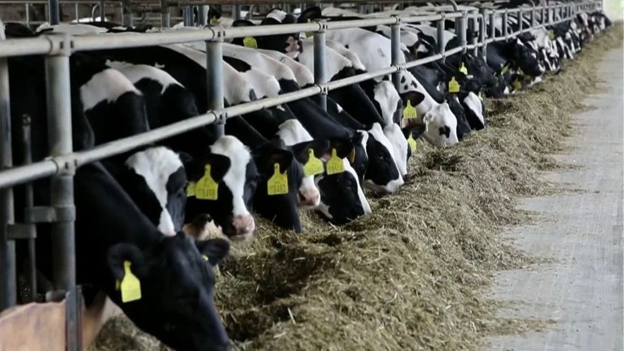Trump busca bajar el precio de la carne de res: ¿Cómo impactará al bolsillo de productores y consumidores?