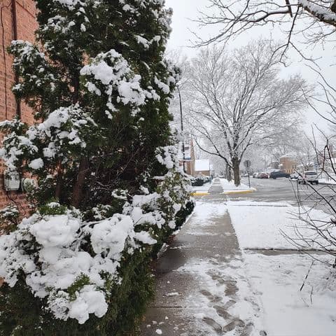 También nos compartió estas fotografías de los árboles cubiertos de nieve.