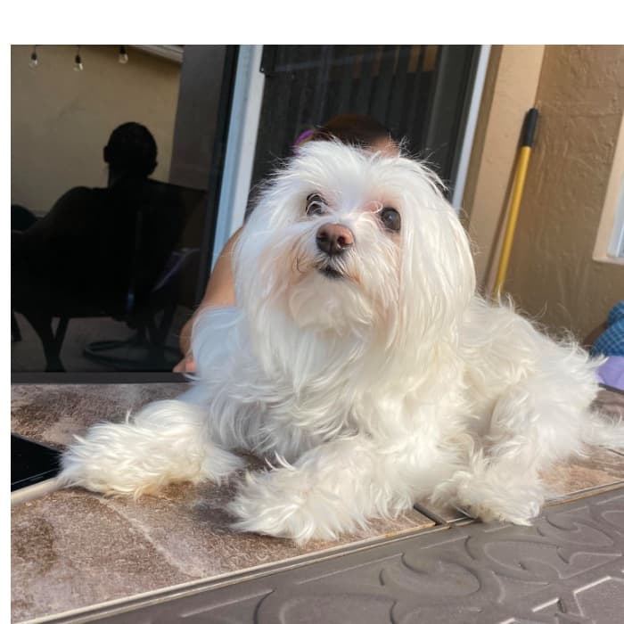 "Ella es Katty. Siempre estuvo conmigo cuando di positivo al covid-19. Ese día mi familia fue a vernos, aunque con una sana distancia para evitar enfermarse", dice Joseline.