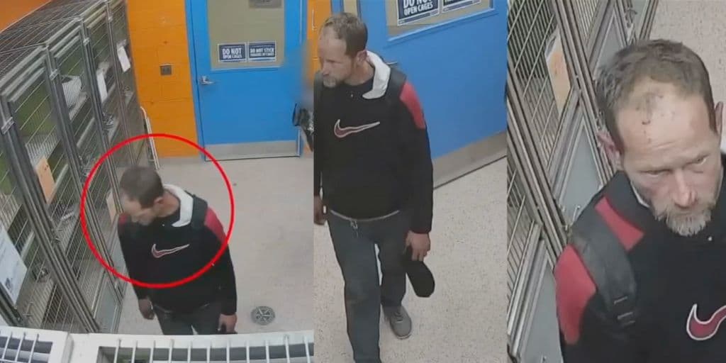 Arrestan a sospechoso de robar perro de un albergue en Filadelfia 