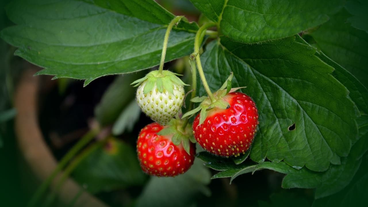 Cómo cultivar 4 plantas comestibles