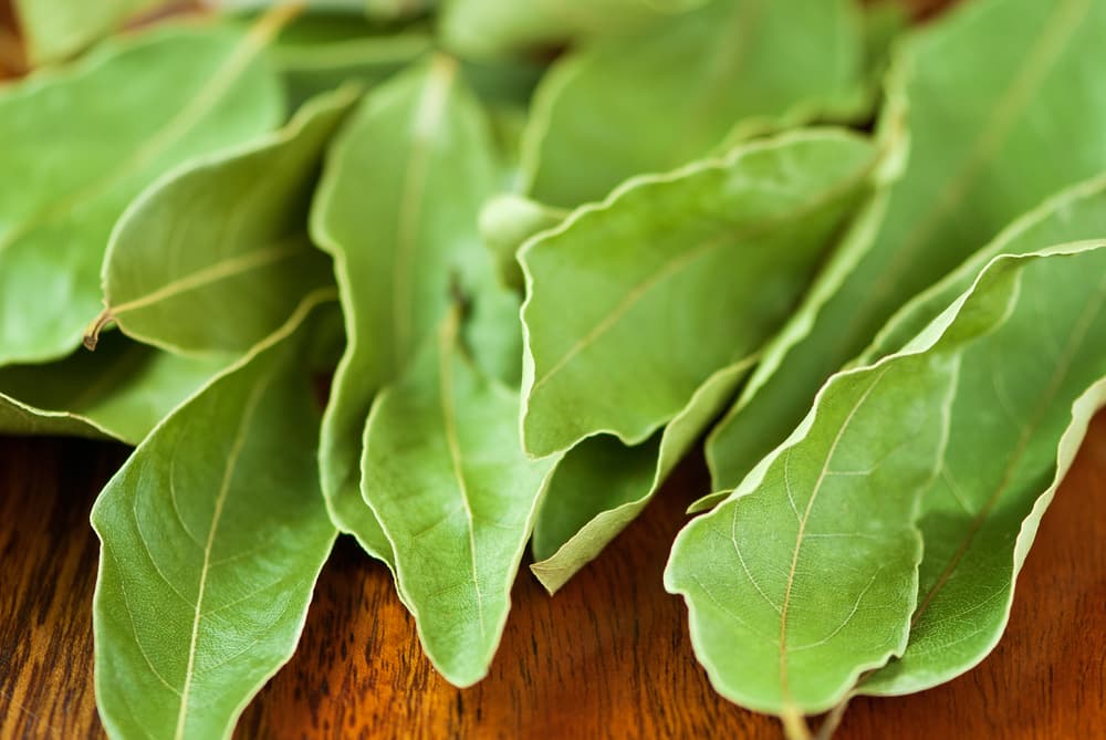 Así que coloca varias hojitas de laurel junto a tus velas y si es posible, rocíalas con agua bendita también. Por supuesto, sobra decir que hay que tener mucho cuidado con las velas encendidas para no quemarse.
