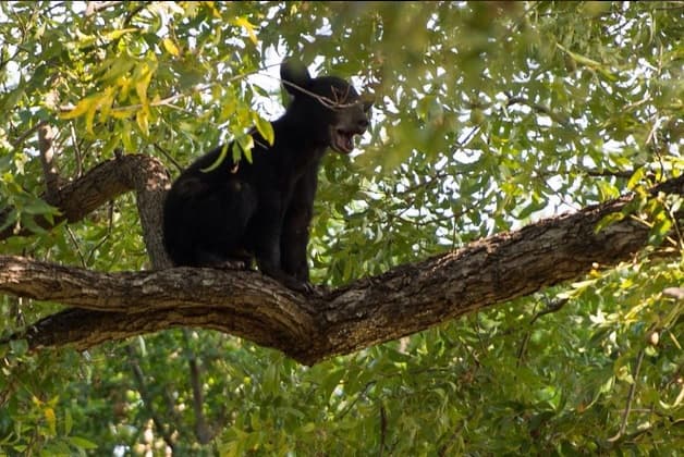 Familia de osos 'invaden' entrenamiento de Tigres