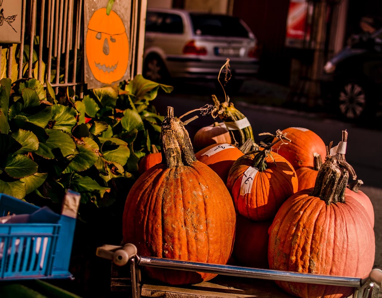 <a href="https://www.abbeyfarms.org/"><u>Abbey Farms</u></a>
<br>2855 Hart Rd
<br>Aurora, IL 60502