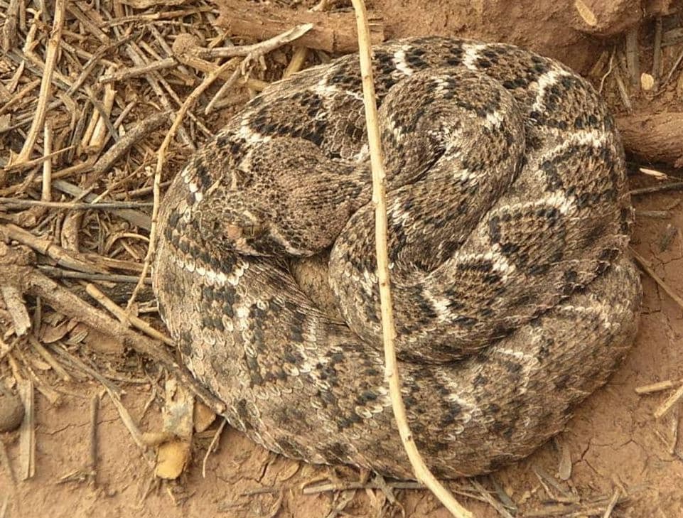 Los 
<b><a href="https://www.univision.com/local/arizona-ktvw/comienza-la-temporada-de-serpientes-en-arizona-con-el-aumento-de-las-temperatura">expertos</a></b> recomiendan vigilar que no haya ratones en una propiedad porque estos atraen a las serpientes. Así mismo, advierten sobre tener agujeros en los jardines porque pueden convertirse en guarida de estos reptiles.