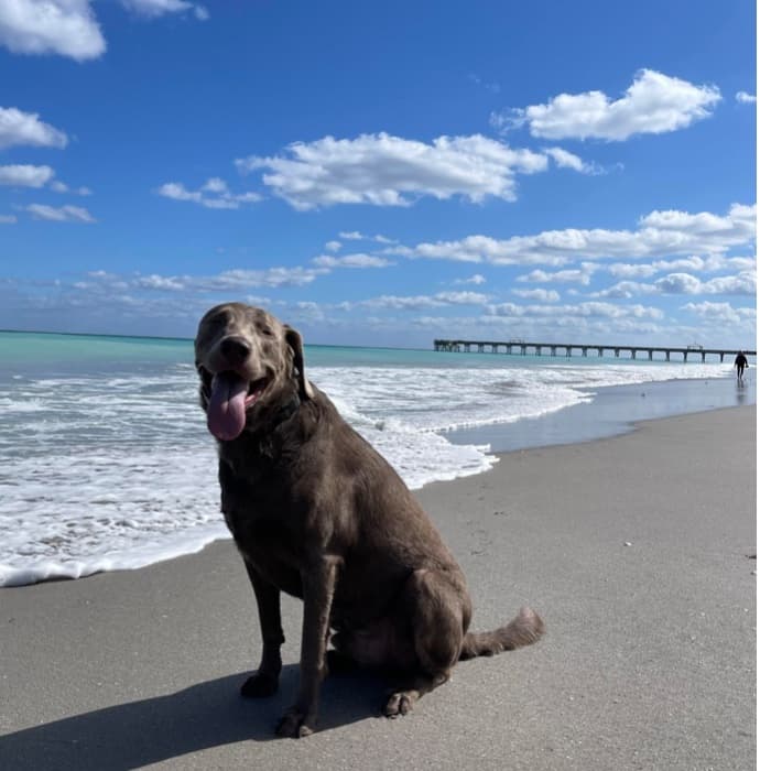 "Stitch es un labrador de 2 años súper inteligente y muy amigable": Ingrid Villarreal.