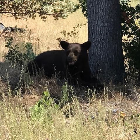 Avistan oso en el condado de Madera y autoridades recomiendan 'no hacerse el muerto' si ves uno