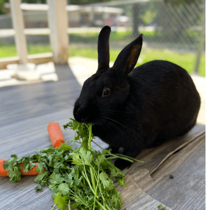 "Esta es nuestra pequeña Coco, una hermosa conejita que alegra nuestros días. Le encanta comer mucho cilantro", compartieron a Noticias 40.