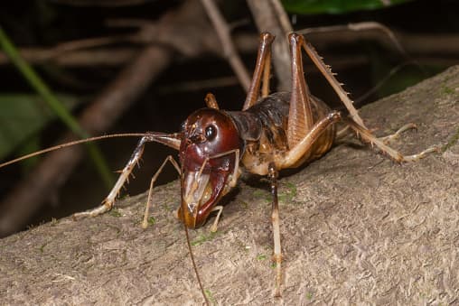 The Giant King Cricket is a huge species of grasshopper that inhabits the rainforest on the Australian east coast. They have strong jaws that can deliver a painful bite.