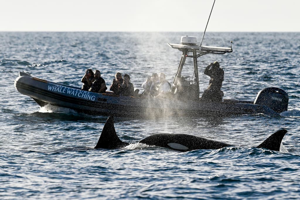 Localizado a poco más de 2 horas al sur de Los Ángeles, Point Loma ofrece excursiones que permiten acercarse a las ballenas mar adentro.