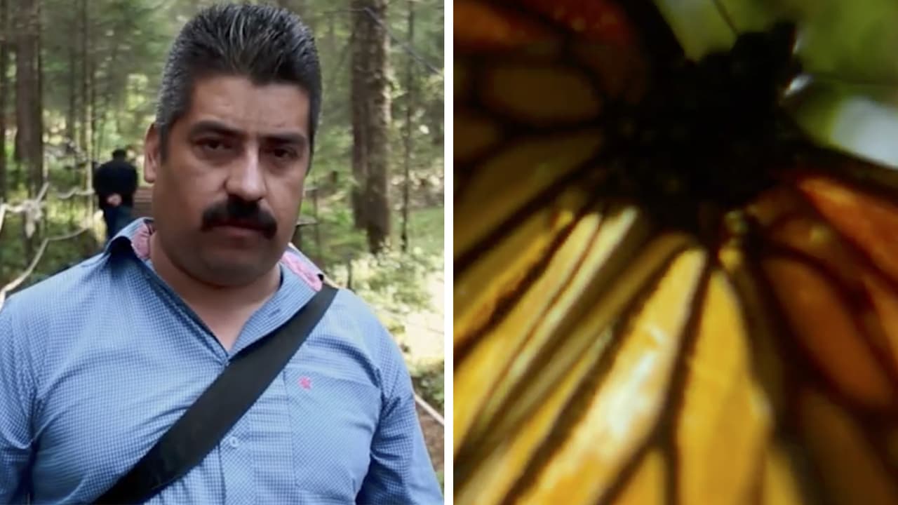 La triste historia del ‘Guardián de la mariposa monarca tendrá su documental en Netflix