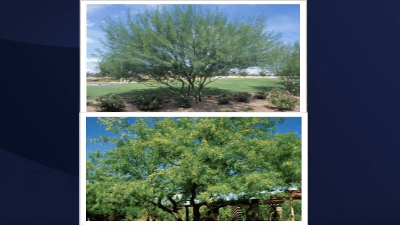 Si le gustaría participar en este programa necesita registrarse en línea en 
<a href="https://www.srpnet.com/energy/rebates/shadeTrees.aspx?cmpid=dm-srp-2-JMS-R-EE-STRE-ACQUI-20190829-POSTC-A-E-OG-V-Y" target="_blank"><b>SRPnet.com/SHADETREES</b></a>.
<br>