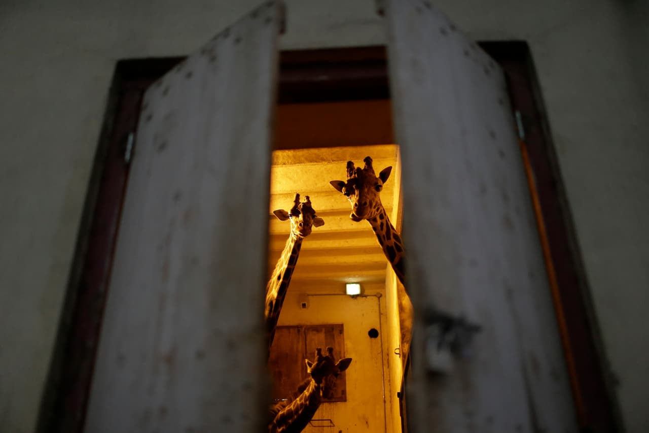 Shaki, Ciro y Buddy, las tres girafas, esperan su traslado.