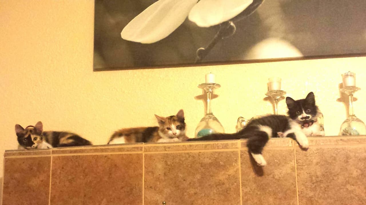 "Los tres son rescatados, todos quedaron en excelentes hogares, Luna, Sussie and Mr Francois y su bigote muy particular" - Jesse Hudson