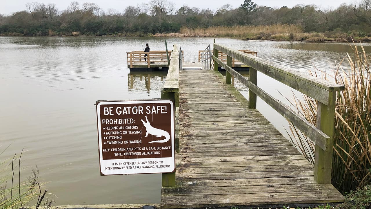 Uno de los atractivos del parque es la prensencia de caimanes.