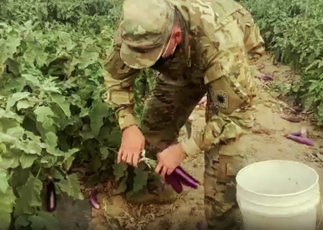 Cuando Noticias Univision 21 visitó a la familia, Irvin mostró sus habilidades en la cosecha de berenjenas.
