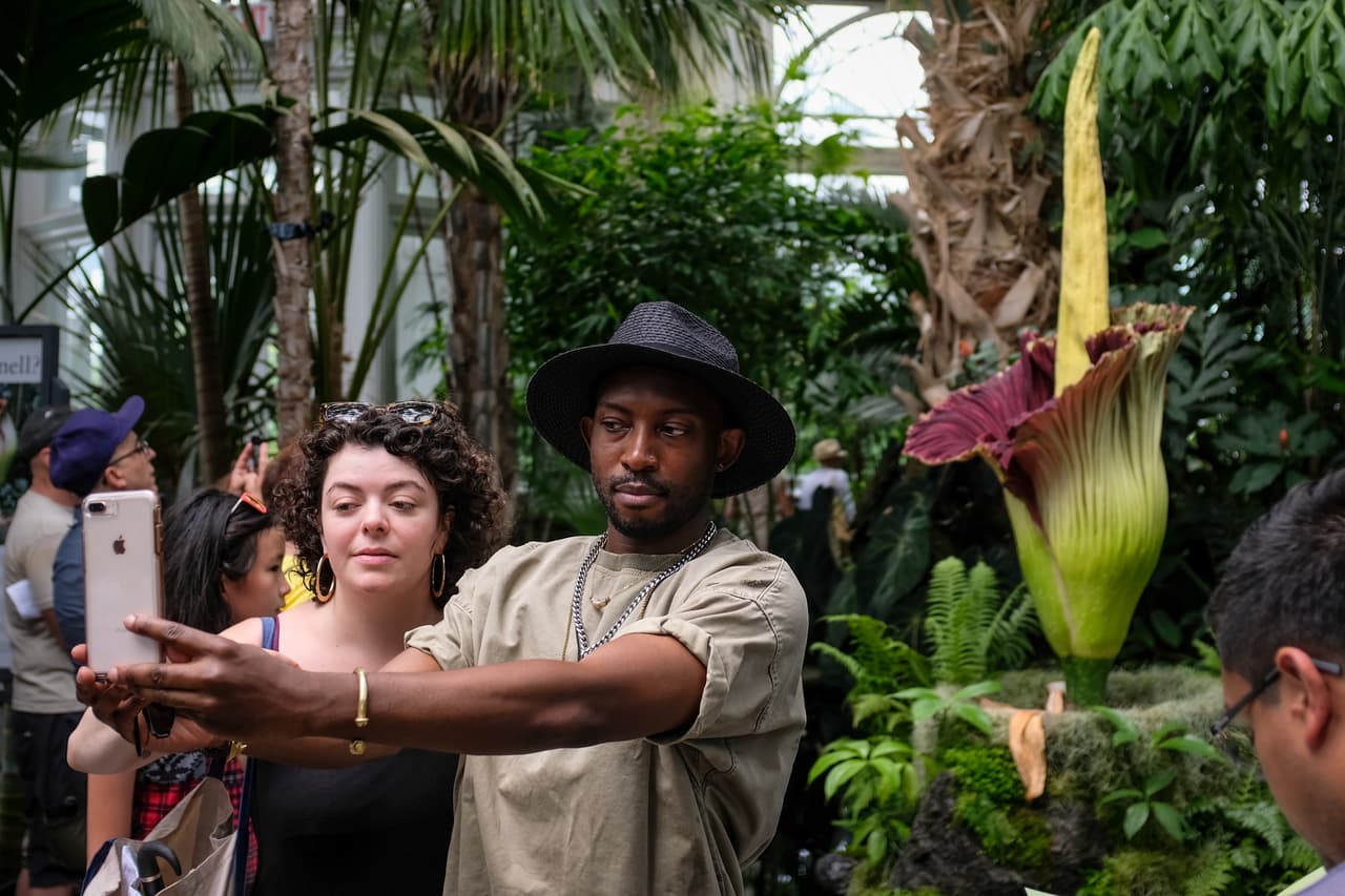 Además de admirarla en vivo, todo el mundo puede observar la flor en tiempo real.