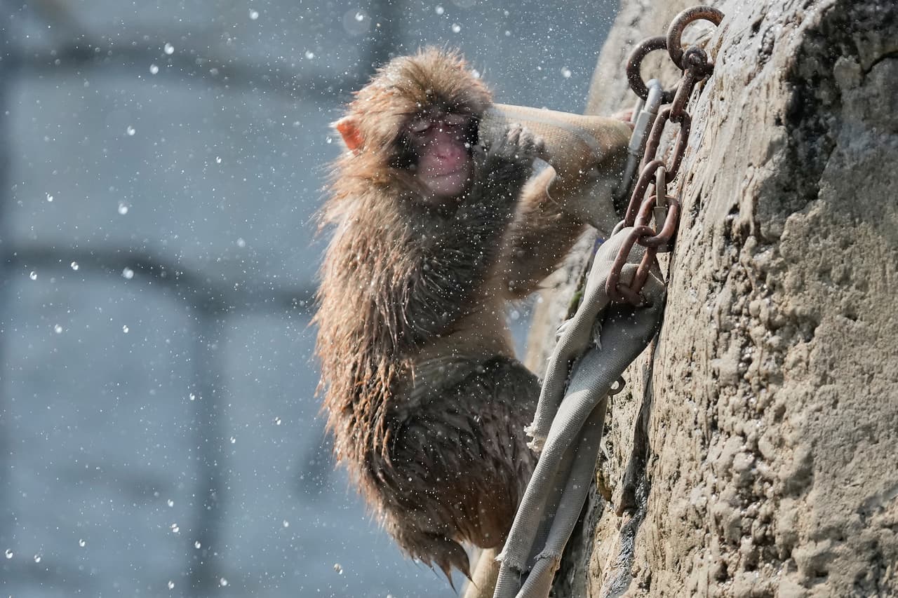 Punch nació el 26 de julio de 2025 en el Zoológico y Jardín Botánico de Ichikawa, en la prefectura de Chiba, Japón. Desde sus primeros días enfrentó dificultades inesperadas.