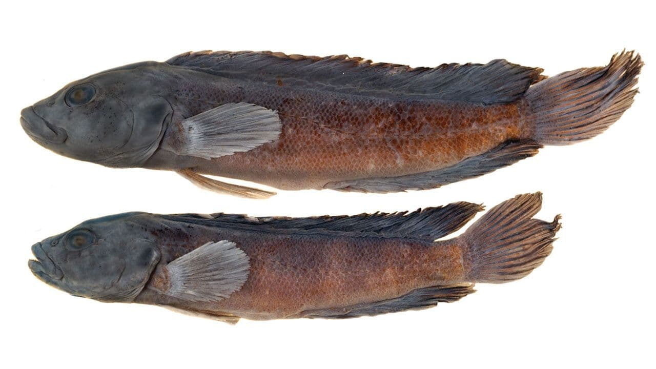 <i>Teleogramma obamaorum es </i>un pez que vive en el Congo africano. Fue descubierto en 2011 cuando una sequía hizo que los niveles de agua bajaran a niveles muy bajos, exponiendo a las poblaciones a los investigadores que estaban tomando muestras del área. Fue descrito en abril de 2015 por Melanie Stiassny, experta del Museo Americano de Historia Natural en la ciudad de Nueva York. Al ser en plural, asegura que honra también a Michelle Obama por promover la educación científica y la conservación del medio ambiente en África.