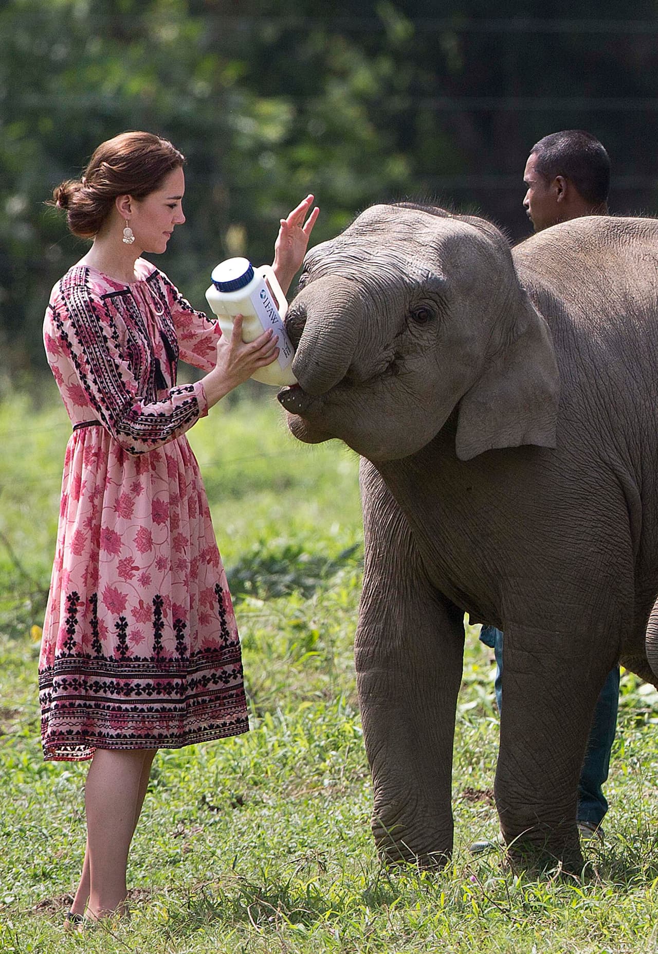 Britain's Catherine, Duchess of Cambridge, feeds an elephant at the Centre for Wildlife Rehabilitation and Conservation (CWRC) at Panbari reserve forest in Kaziranga in the northeastern state of Assam on April 13, 2016. / AFP / POOL / Anupam Nath (Photo credit should read ANUPAM NATH/AFP/Getty Images)