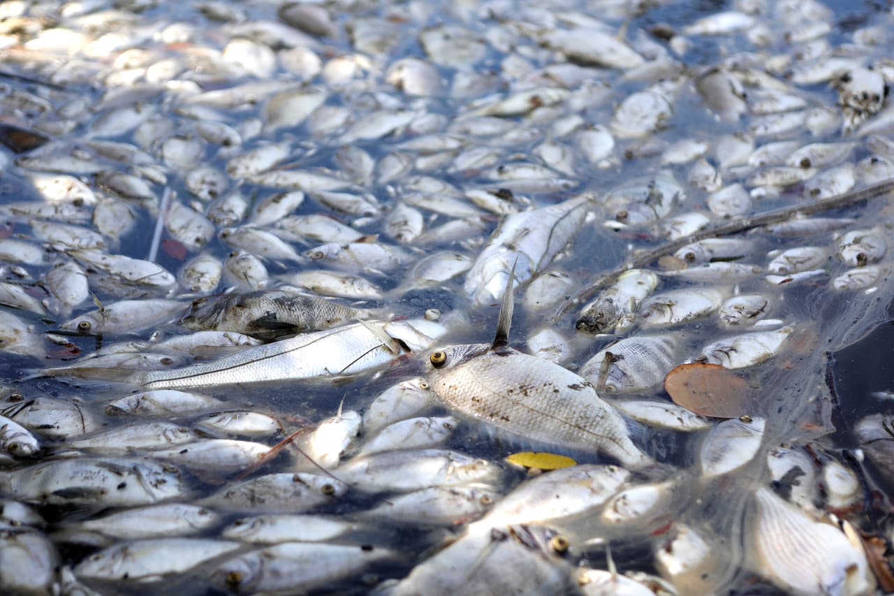 Alerta ambiental: la tóxica marea roja llegó al sur de Florida, te decimos cuáles playas debes evitar