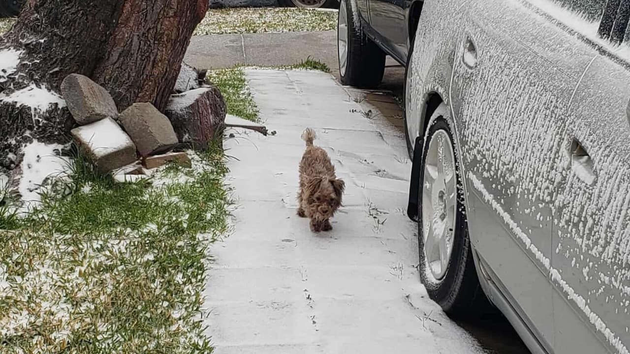 Elizabeth Reyna sacó a su mascota por unos minutos en Arlington y se topó con su cochera congelada.