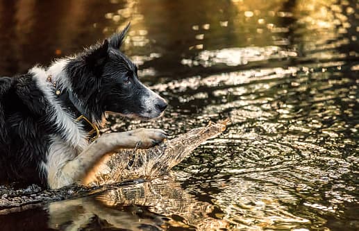 La temperatura alta promedio fue de 99.8 grados. El promedio normal alto de la temporada es 90.5.