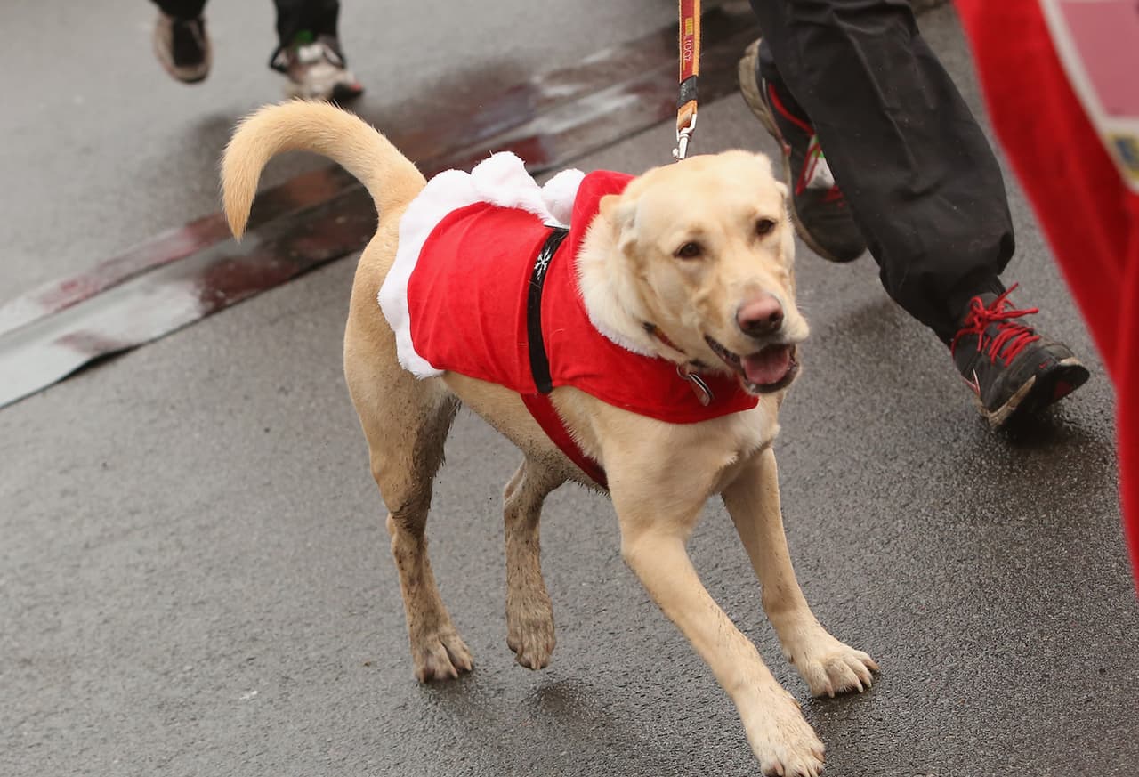 Tus mascotas pueden tomarse fotos con Santa Claus este fin de semana