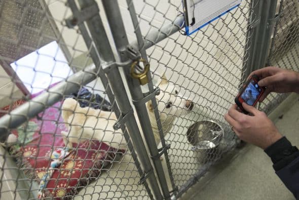 Este rescate se dio gracias a la iniciativa de Humane Society International para reducir el comercio de carne de perro en Asia Oriental.