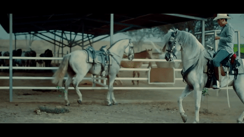 Aquí quien baila y el protagonista del video es un bello caballo blanco. ¡Hasta sus animalitos le entran a la fiesta!