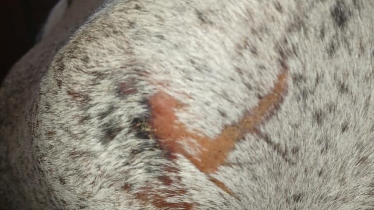 A su llegada, los investigadores se reunieron con el propietario de Stormy y se enteraron de que el animal llevaba meses en este estado crítico. 
<b>El propietario coincidió en que el estado de Stormy era preocupante.</b>